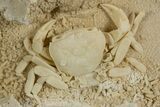 Fossil Crab (Potamon) Preserved in Travertine - Turkey #315134-2